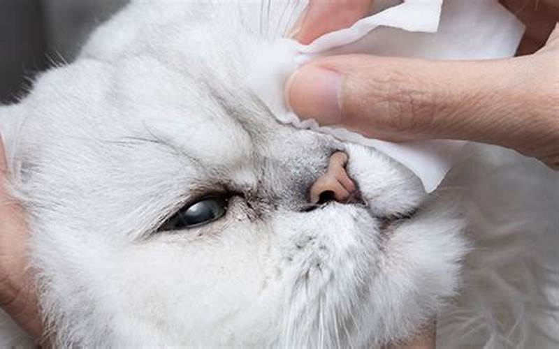 Jerawat Kucing: Gejala Dan Cara Penanganannya