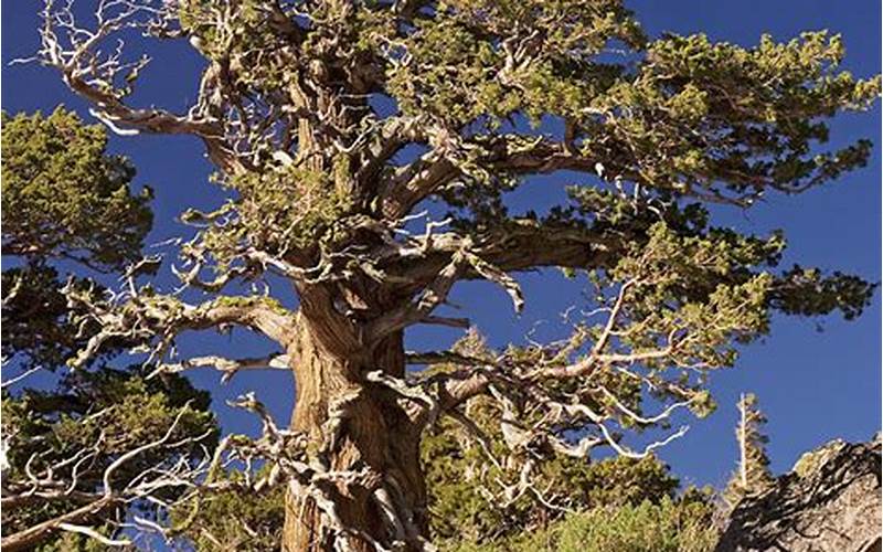 Juniperus Occidentalis