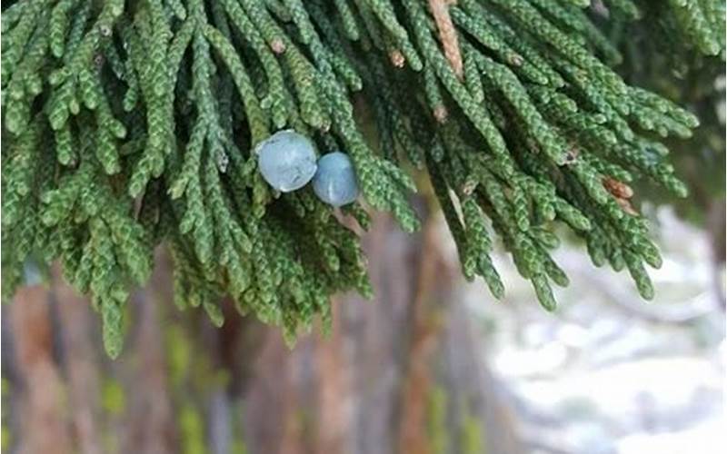 Juniperus Occidentalis Var. Australis