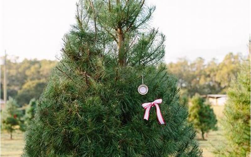 Kandy Kane Christmas Treeland Ornaments