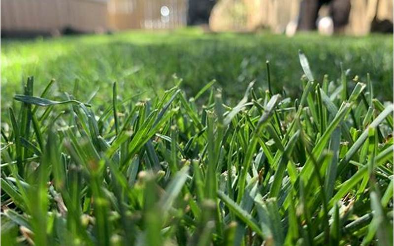 Kentucky Bluegrass vs Perennial Ryegrass: Which is Better for Your Lawn?