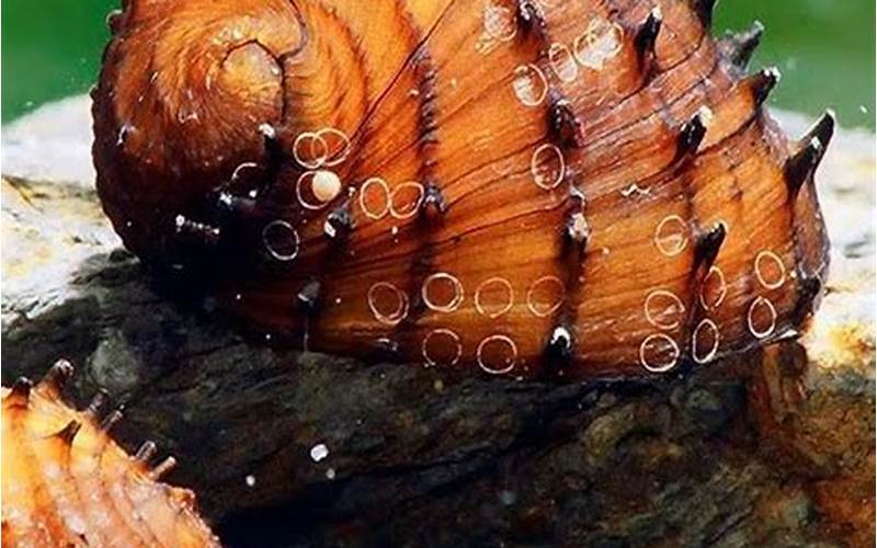 King Koopa Nerite Snail: An Overview