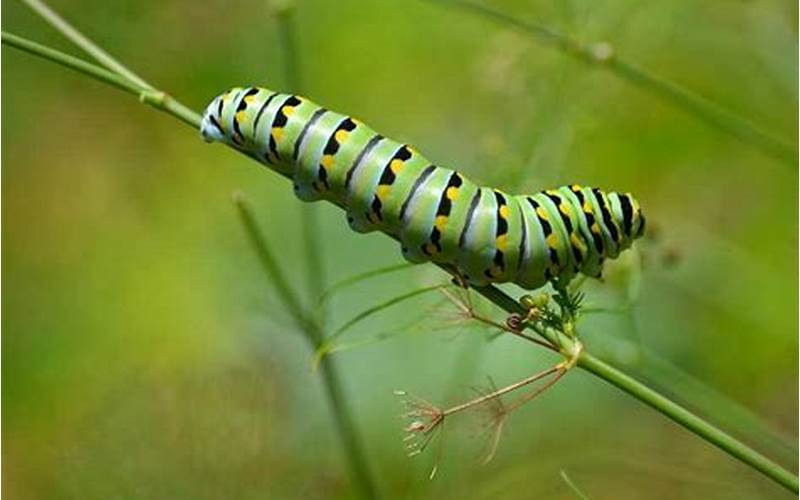 Larva Kupu-Kupu