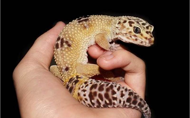 Are Leopard Geckos Poisonous?