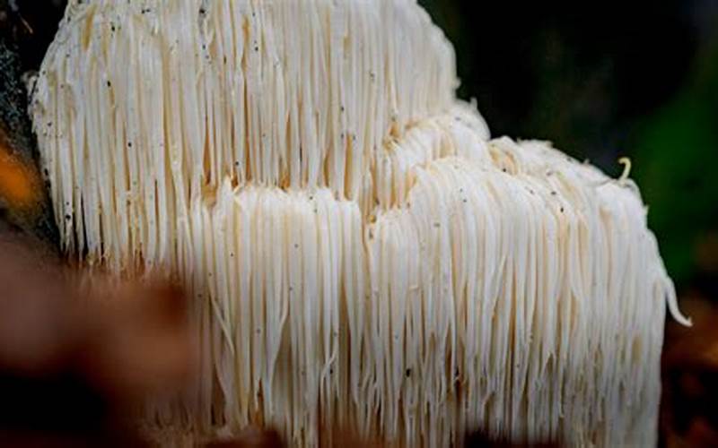 Lion'S Mane Mushroom