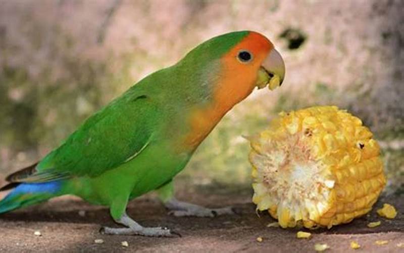 Lovebird Biar Gacor