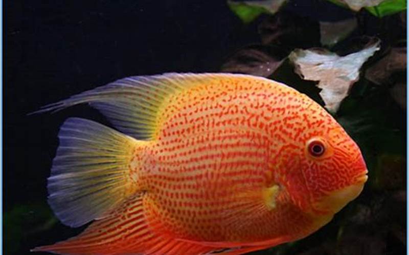 Maintaining The Health Of Red Spotted Gold Severum