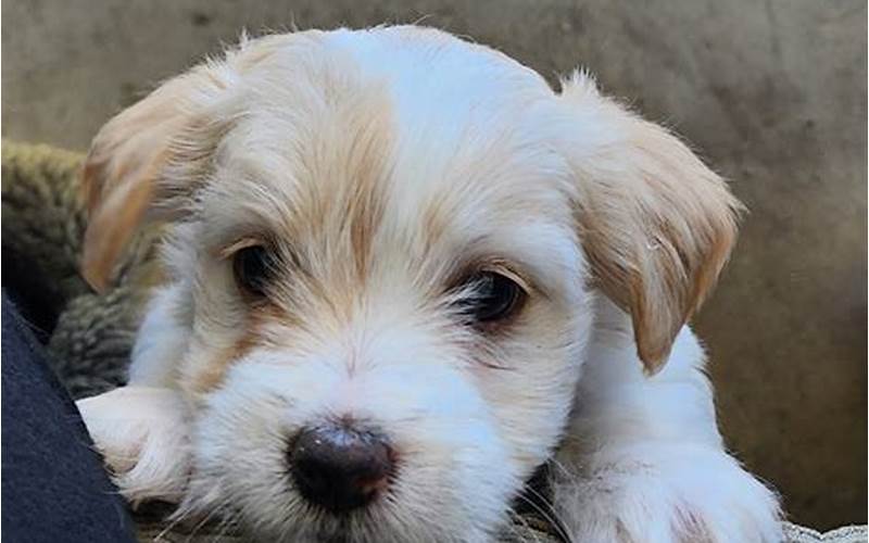 Maltese Mix with Jack Russell: A Guide to Understanding this Adorable Hybrid