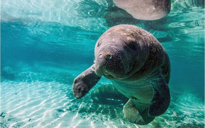 Discovering the Desoto Park Canal for Manatees