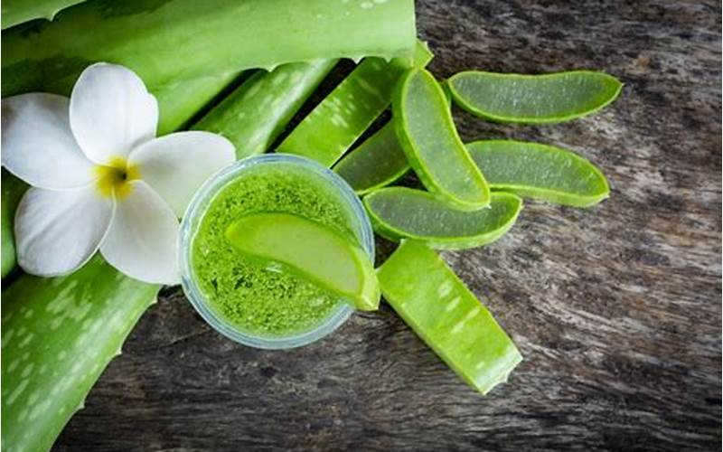 Manfaat Skincare Aloe Vera Untuk Jerawat