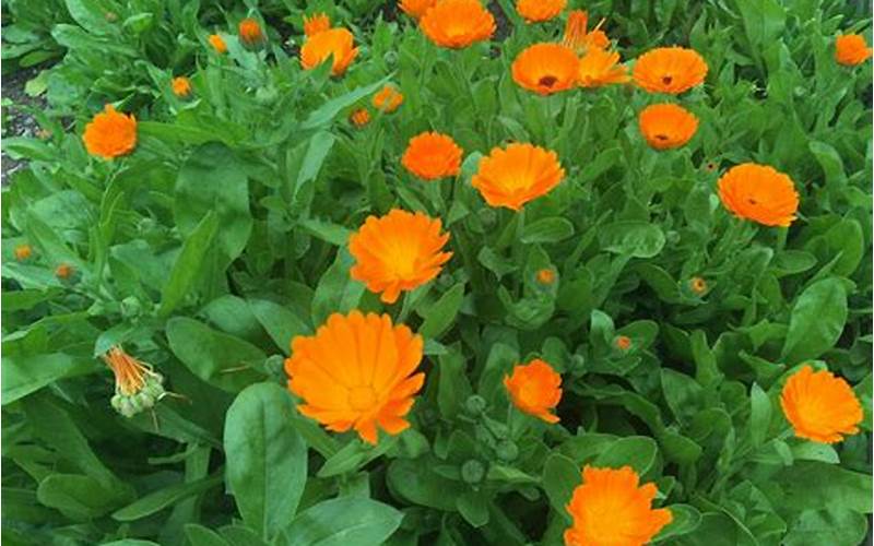 Marigolds And Calendulas Planting