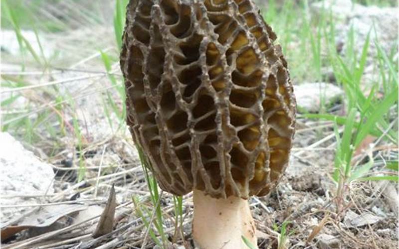 Mushroom Hunting In Kashmir