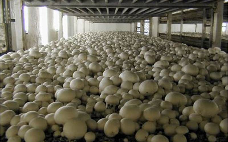 Mushroom Industry In Kashmir