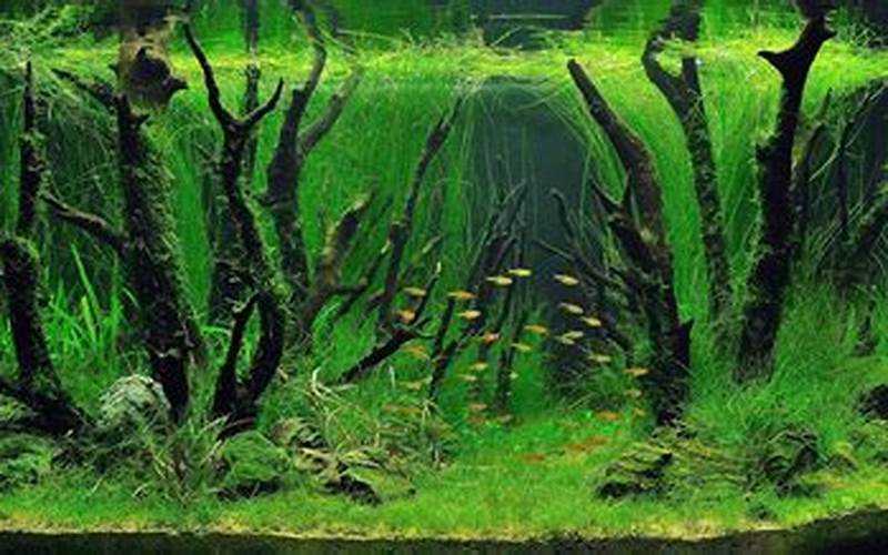 Natural Aquarium