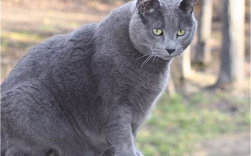 Obese Russian Blue Cat