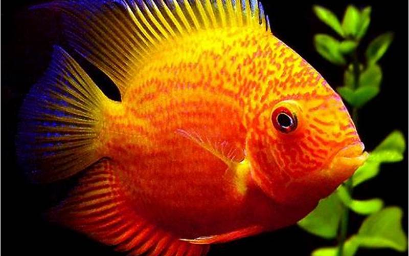 Origins Of The Red Spotted Gold Severum