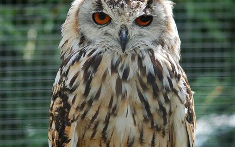 Old World Bird with Distinctive Ear Tufts: A Guide to Understanding the Fascinating Characteristics of the Owl