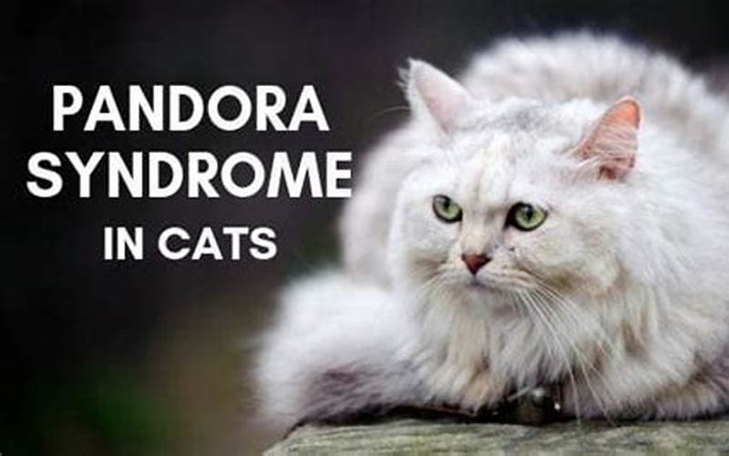 Pandora’s Syndrome in Cats: Symptoms, Treatment, and Prevention