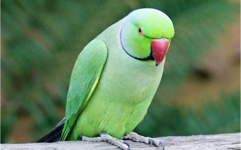 Parakeet Bird