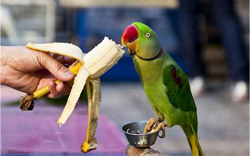 Parakeet Bird Feeding