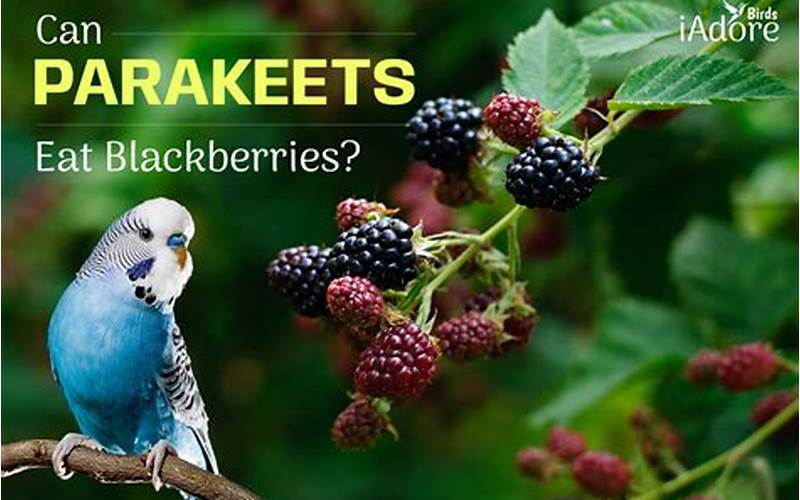 Parakeet Eating Blackberries
