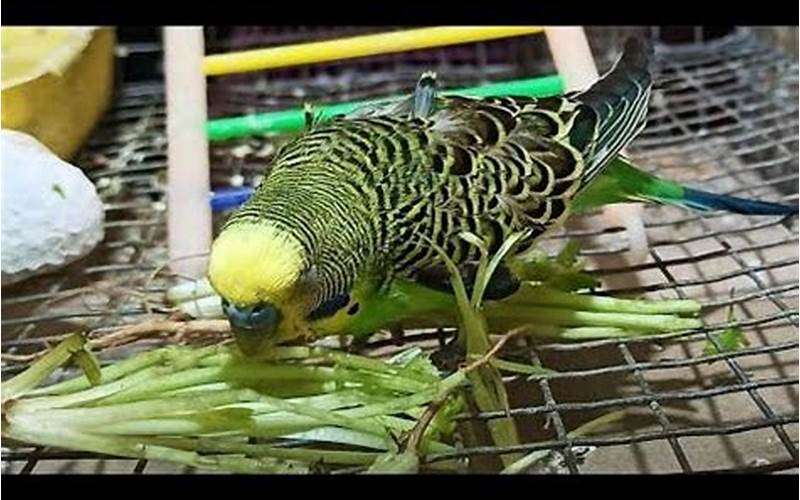 Parakeet Eating Cilantro Leaves