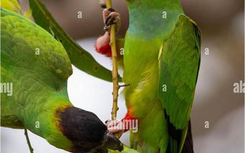 Can Parakeets Eat Mango? Facts and Tips You Need to Know