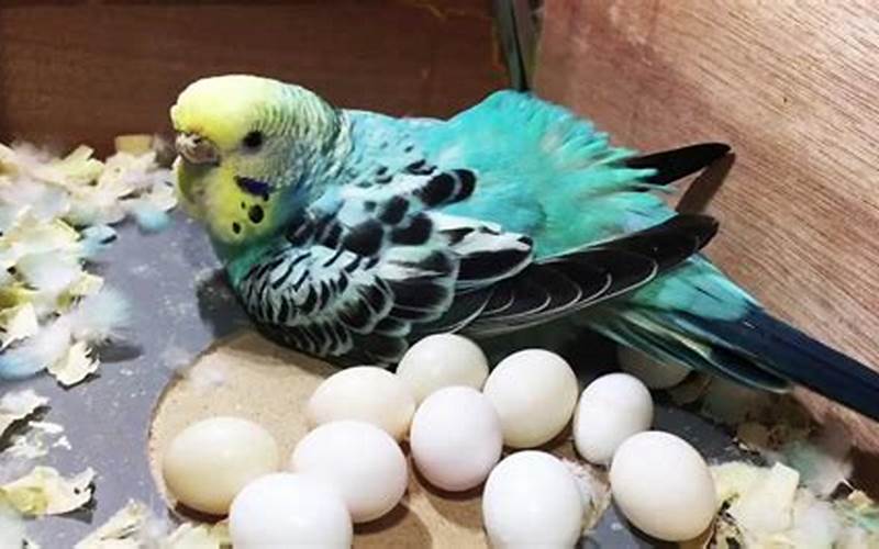 Parakeet Egg On Cage Floor