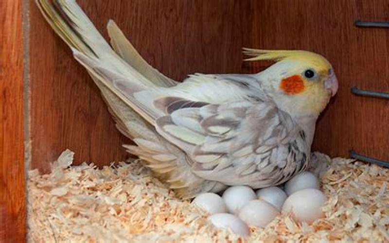 Parakeet Laying Egg