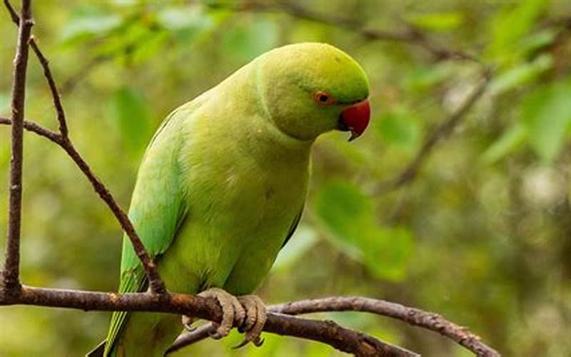 Parakeet Sitting