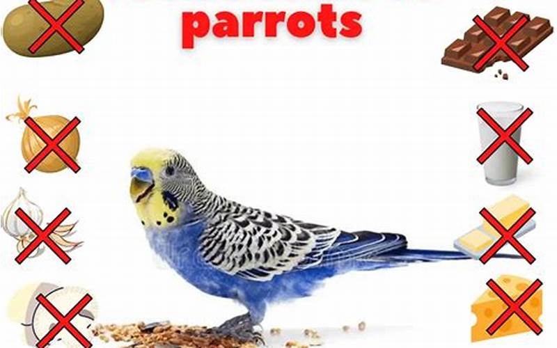 Parakeet Toxic Foods