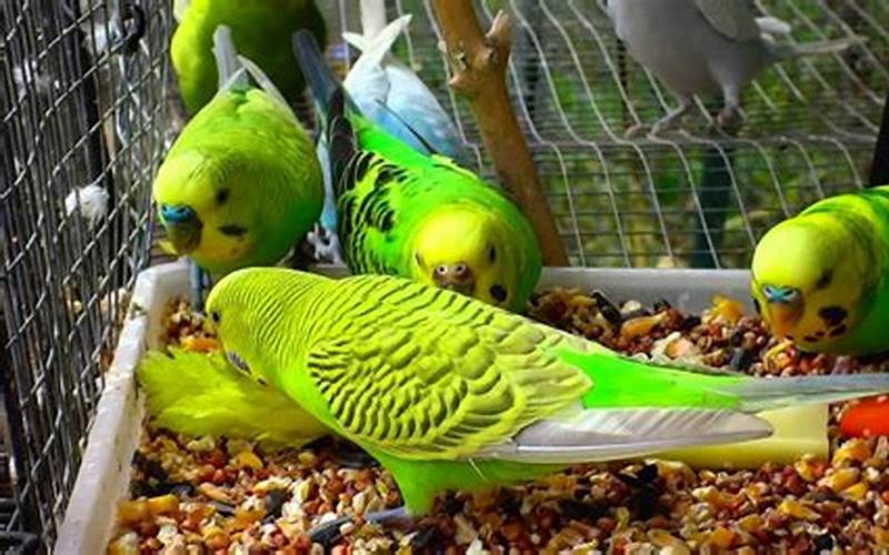 Can Parakeets Eat Celery?