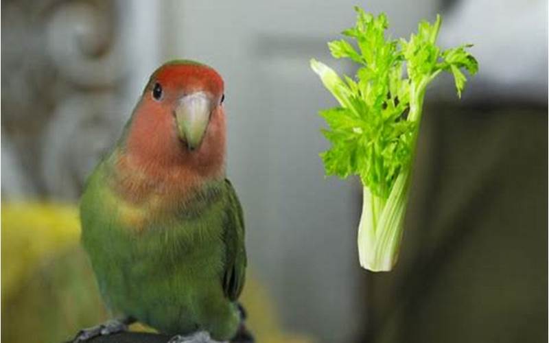 Can Parrots Eat Celery?