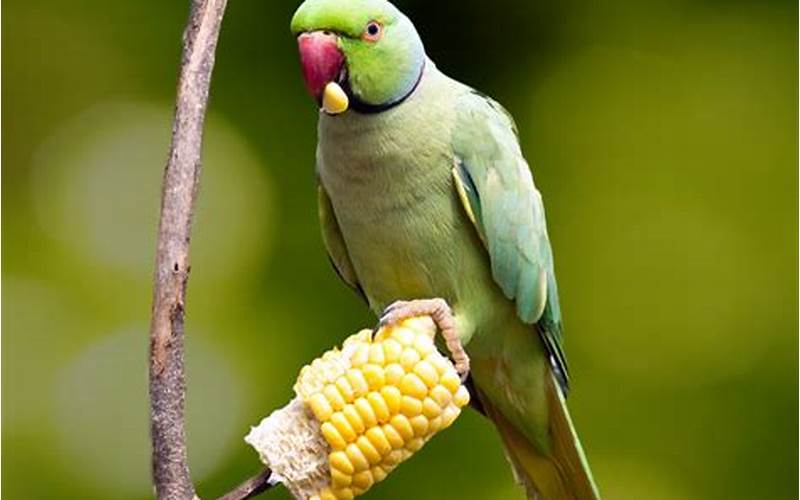 Parrot Eating Vegetables