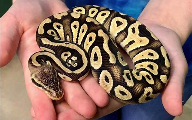 Pastel Mojave Ball Python: The Ultimate Guide