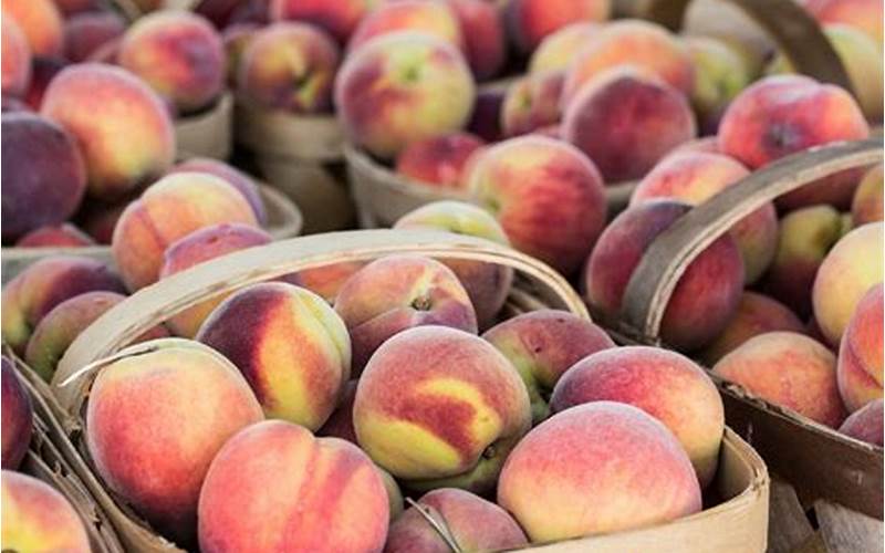 Peaches In Georgia