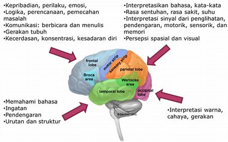 Pentingnya Batang Otak