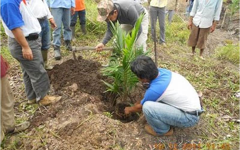 Penyulaman Tanaman Kelapa