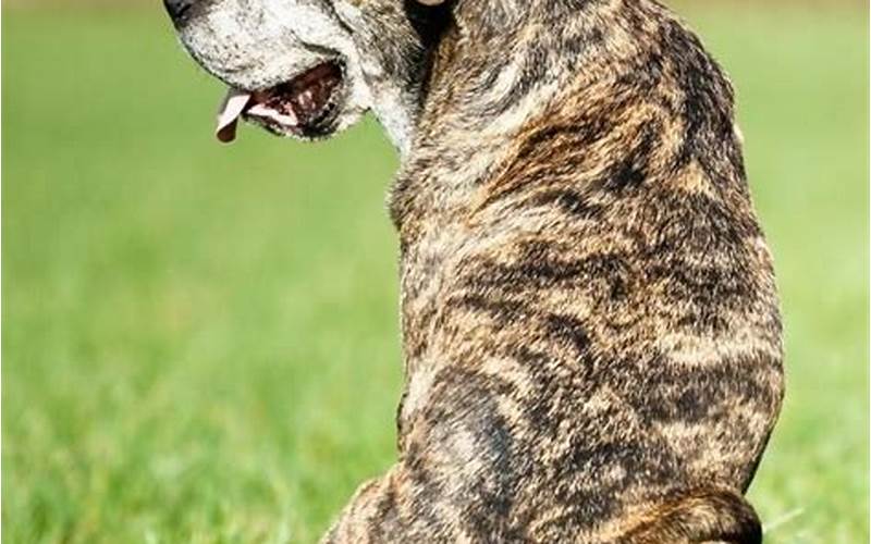 Perceptions Of Brindle Dogs