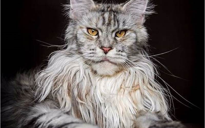 Persian Maine Coon Cat: The Majestic Feline