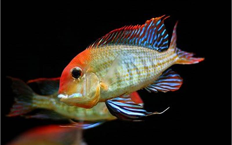 Physical Appearance Of Geophagus Tapajos Red Head