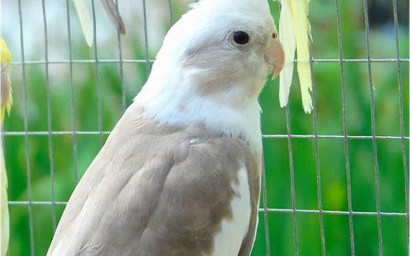 Physical Characteristics Of Cinnamon White Faced Cockatiel