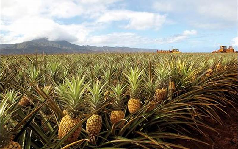 Pineapple Farm