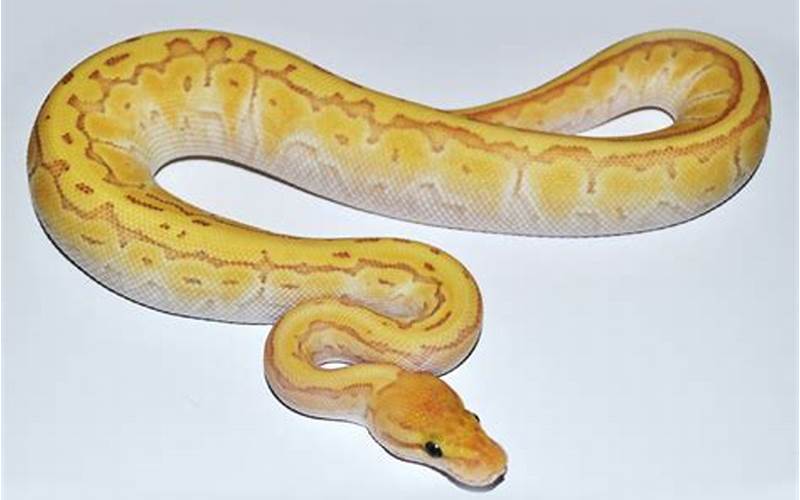 Pinstripe Banana Ball Python: A Guide to Understanding This Rare and Beautiful Snake