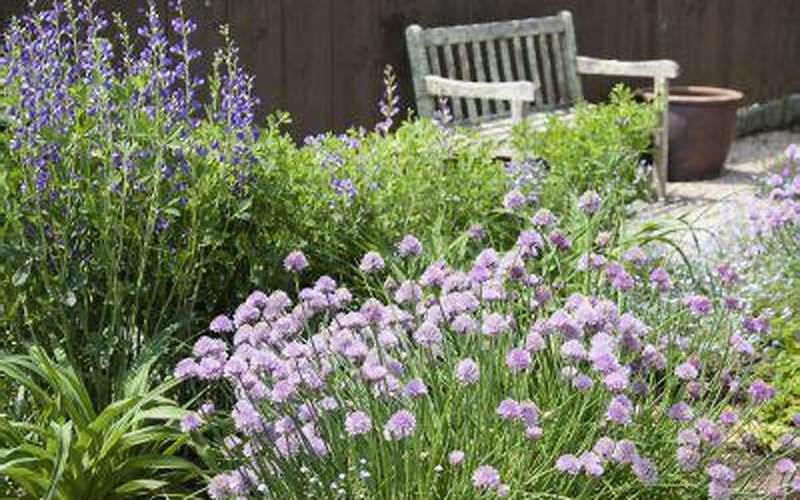 Planting Chives With Companion Plants