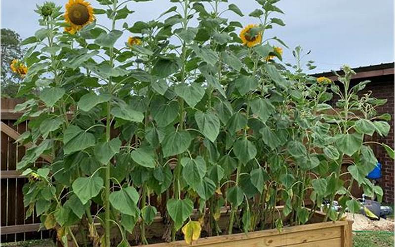 Planting Sunflowers