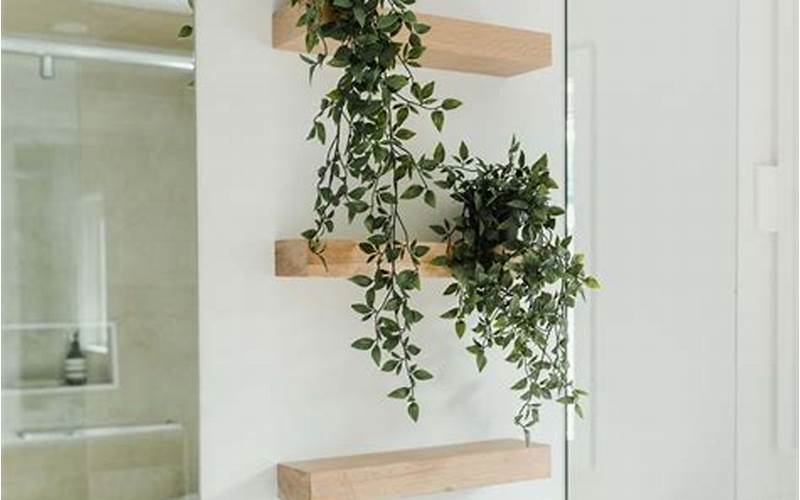 Plants For Bathroom Shelves