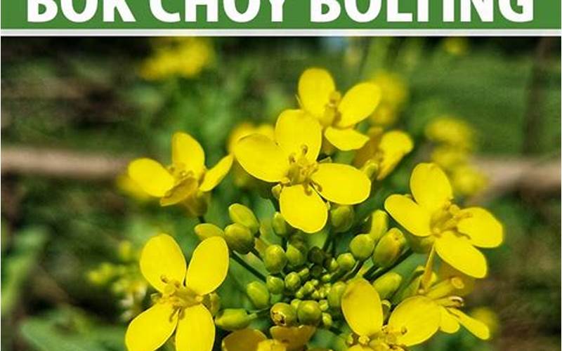 Plants To Avoid Planting With Bok Choy