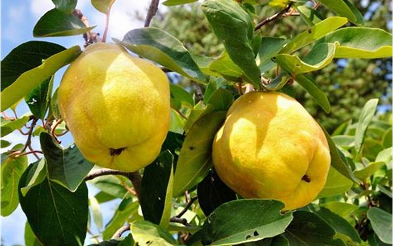 What is a Dama in a Quince?