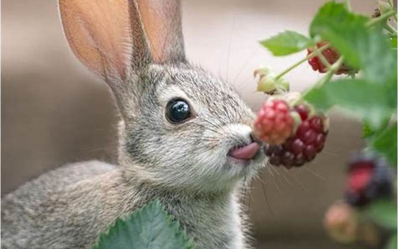Rabbit Eating Berries